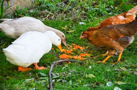 Discover the Best Farm Animal Combinations for Coexistence